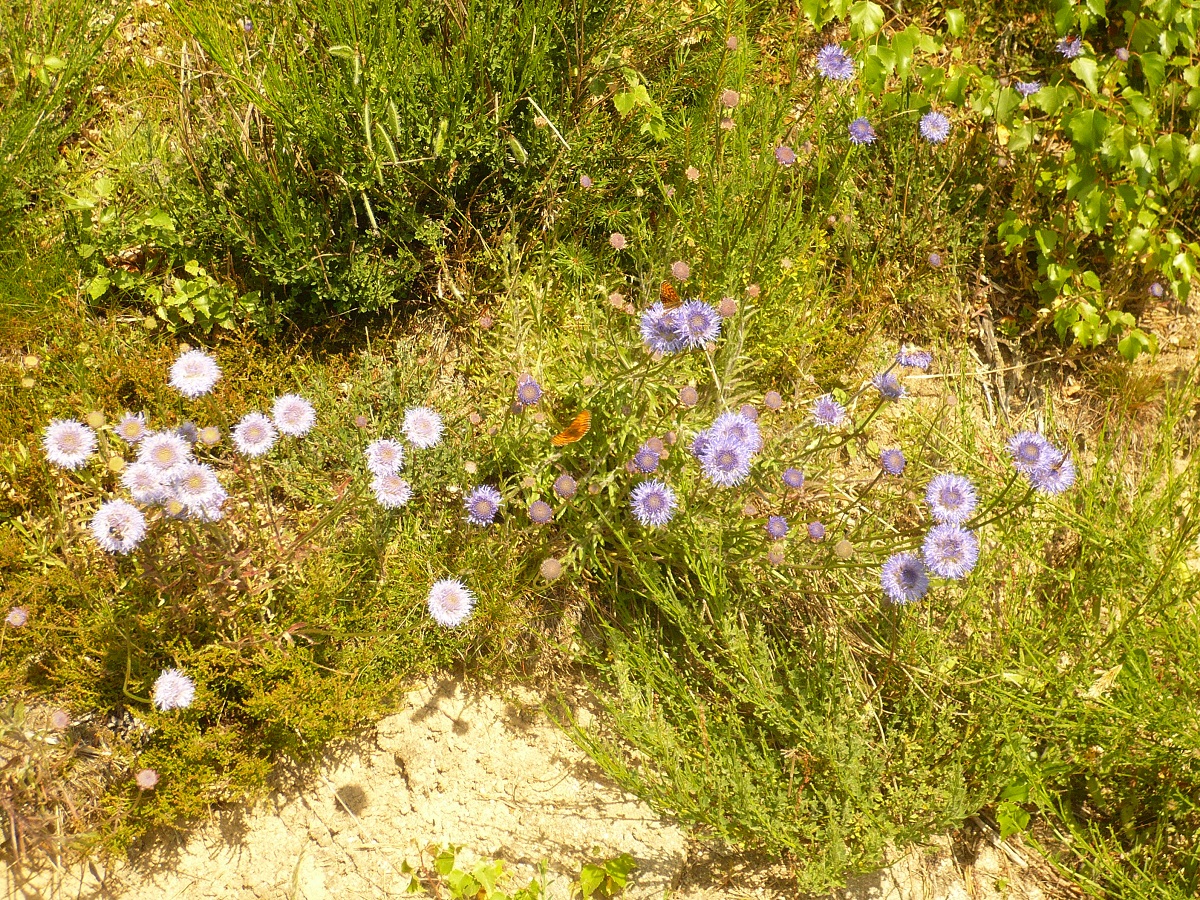 Jasione laevis (Campanulaceae)